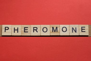Kırmızı masa üzerinde siyah yazı tipi olan gri ahşap harflerden feromon kelimesine mesaj at.