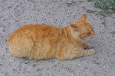 Büyük kırmızı bir kedi Gri kumların üzerinde yatıyor