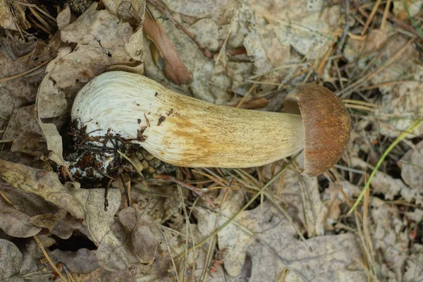 在夏天的森林里 一个大的新鲜的棕色蘑菇躺在灰色干枯的树叶上 — 图库照片