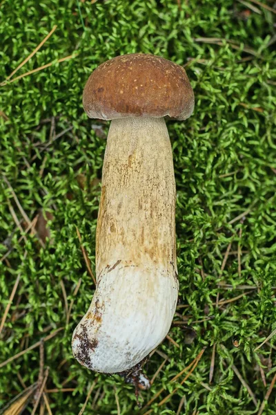 One Large Fresh Brown Boletus Mushroom Lies Green Moss Nature — Stock Photo, Image