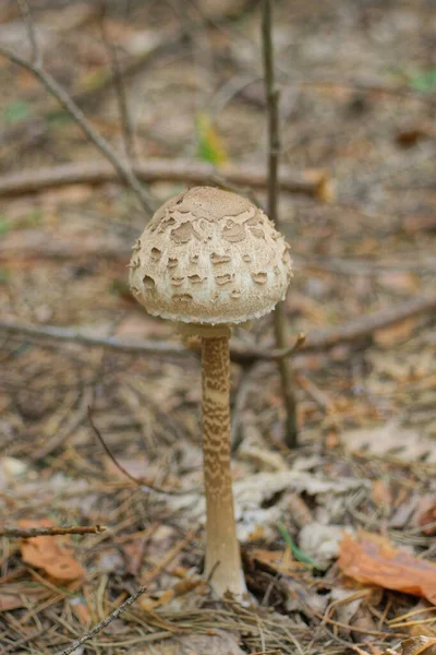 One Gray Brown Umbrella Mushroom Grows Ground Dry Leaves Summer — Stock Photo, Image