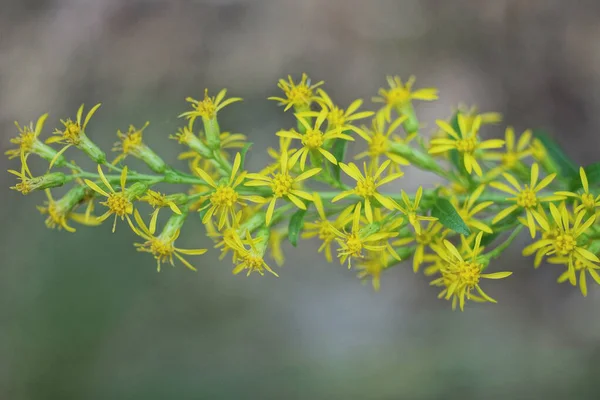 Brotes Amarillos Pequeños Flores Silvestres Tallo Verde Con Hojas Naturaleza — Foto de Stock
