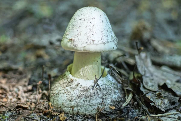 Ein Weißer Giftiger Pilz Blasser Haubentaucher Wächst Boden Grauen Trockenen — Stockfoto