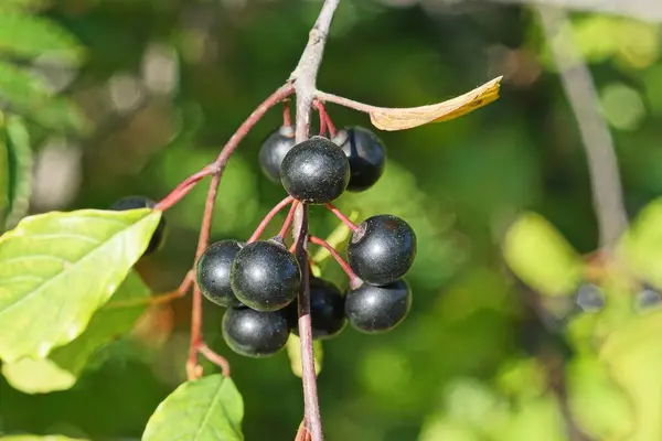 黒い熟したチョークベリーの果実 自然の緑の葉が薄い枝に — ストック写真
