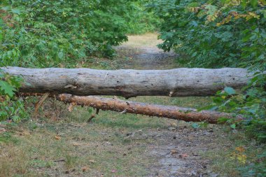 Kırık çam ağaçlarının iki gri kahverengi kütüğü yeşil bitki örtüsünün arasında, ormanda bir patikada uzanır.