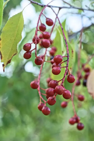 Piros Éretlen Madár Cseresznye Bogyók Vékony Ágak Nyári Erdőben — Stock Fotó