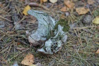 Vahşi bir hayvanın küçük gri kafatası kemiği doğada yerde yatıyor.