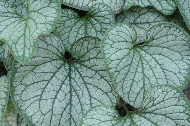 Beyaz yeşil bitki yapraklarının doğal dokusu doğada var.
