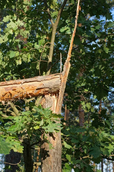 One Brown Broken Pine Tree Forest Green Vegetation — Stock Photo, Image