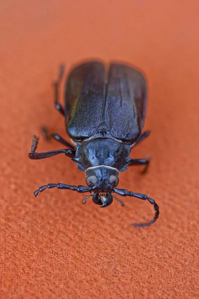 Gran Escarabajo Negro Marrón Sienta Sobre Una Mesa Naranja — Foto de Stock