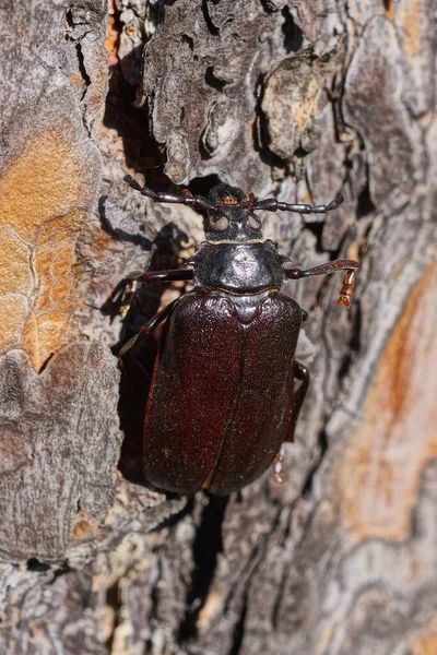 One Large Black Brown Beetle Sits Pine Bark Tree Nature — Stock Photo, Image