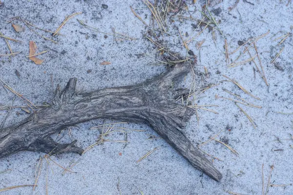 Doğada Gri Kumda Uzun Bir Ağaç Kökü — Stok fotoğraf