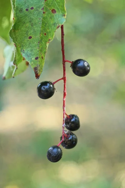 Černé Zralé Třešňové Bobule Tenké Červené Větvi Zelenými Listy Přírodě — Stock fotografie
