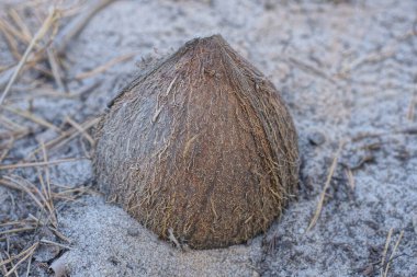 Bir kuru kahverengi hindistan cevizi kumsaldaki bir yaz caddesinde gri kumda yatıyor.