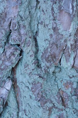 Doğada büyük bir çam ağacının kabuğunun gri yeşil dokusu