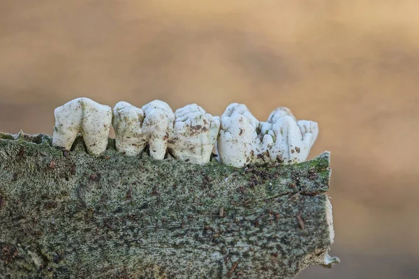 Deel Een Kaak Met Tanden Hoektanden Van Een Dood Wild — Stockfoto
