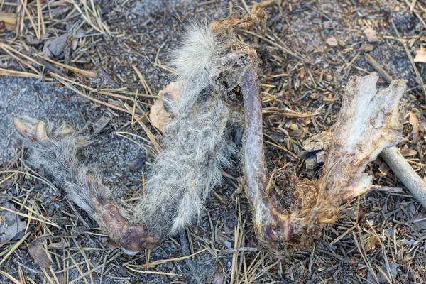 a piece of an animals paw with bones, skin and gray fur lies on the ground on the street