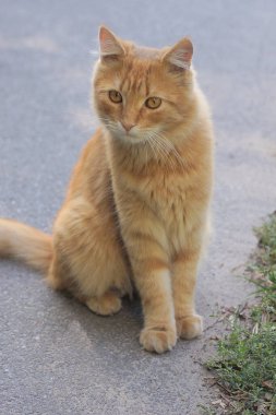 Gri asfalt bir yolda oturan kızıl güzel bir kedi.