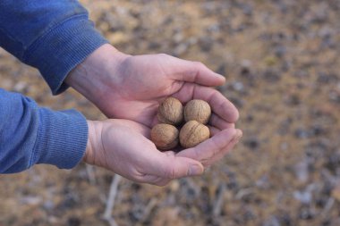 Kahverengi cevizler avuçların üzerinde, mavi elbiseli bir adamın ellerinde.