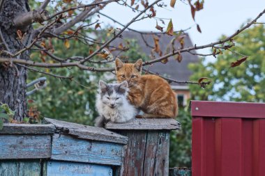 İki küçük sokak kedisi yan yana oturuyor ve sokakta, gri bir ahşap çitte birbirlerine sarılıyorlar.