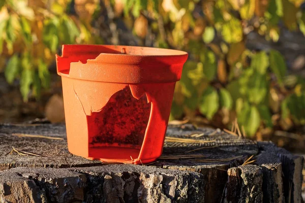 One Old Broken Red Bucket Flowerpot Hole Stands Gray Stump — Stock Photo, Image