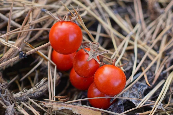 red fresh cherry tomatoes on a brown gray branch of a bush in the vegetable garden