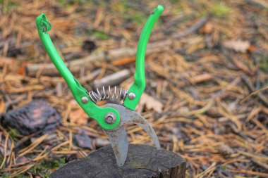 Bir gri yeşil metal budanmış. Ormandaki bir kütükten sarkıyor.