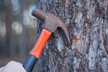 Bir işçinin eli, sokaktaki bir çam ağacında eski paslı bir çekice çarpar.