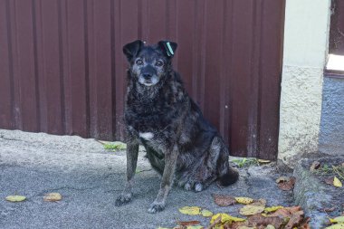 Yaşlı bir sokak köpeği asfaltta oturuyor. Caddedeki kahverengi bir çitin yanında.