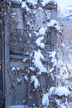 Eski gri, açık ahşap bir kapı. Kuru bitki örtüsüyle kaplanmış. Kış sokağında beyaz kar içinde.