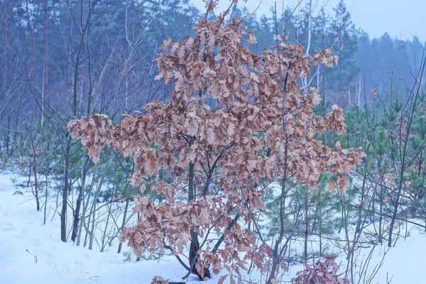 one small oak tree with brown dry leaves in white snow in the winter forest