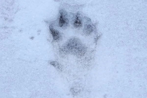 one dog footprint on white snow on a winter street