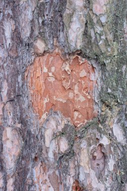 Çam ağacında kesilmiş bir ağaç kabuğunun kahverengi ahşap dokusu.