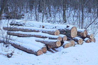 Bir yığın kahverengi çam ağacı yerde, beyaz karlar içinde kış ormanında.