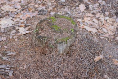 Kahverengi karınca yuvası ormandaki eski bir ağaç gövdesinde karıncalarla