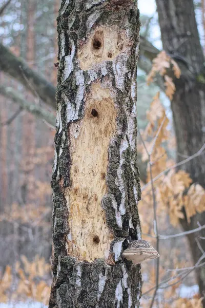 Egy Beteg Fehér Szürke Nyírfa Része Száraz Fakéreggel Erdőben Stock Fotó