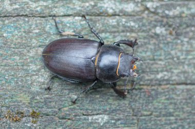 Büyük kahverengi bir böcek gri bir masada oturuyor.