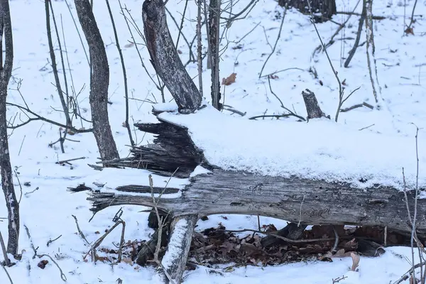 Bir gri çam ağacı, kış ormanındaki beyaz karların içinde yerde yatıyor.