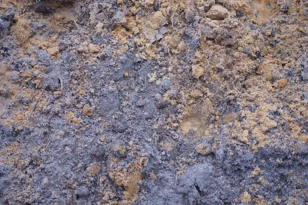 Doğada gri zeminde küçük yeşil bir çam ağacı.