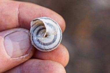 Bir gri salyangoz sokakta parmaklarında yatıyor.