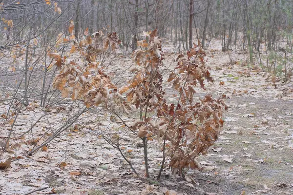 one small oak tree with brown dry leaves on the gray ground in the autumn forest