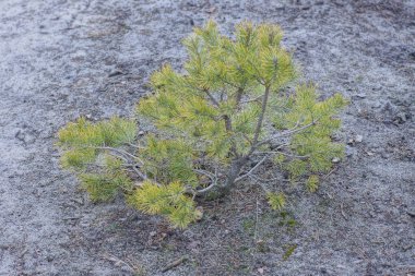 one small green pine tree on gray dry needles and ground in the forest clipart