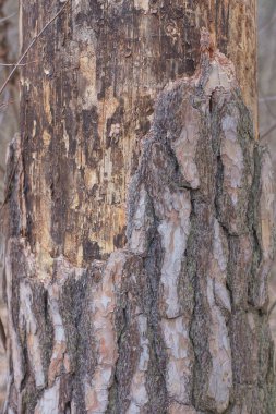 Ormanda kurumuş ağaç kabuğu olan eski bir çam ağacının bir parçası.