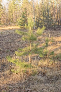 Gri kuru iğneler üzerinde küçük yeşil bir çam ağacı ve ormandaki toprak.