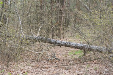 Gri, büyük bir kavak ağacı, bahar ormanında kahverengi kuru yapraklarla yolda uzanıyor.