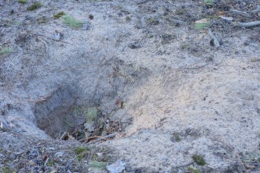 Ormandaki gri kumda çukur.