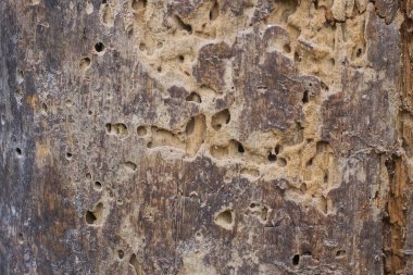 Eski ve yıpranmış tahtanın kahverengi ahşap dokusu