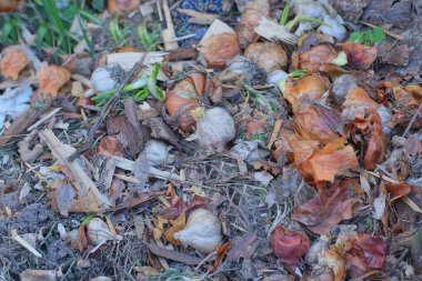 Sokağın gri zemininde bir yığın sarımsak ve kahverengi soğan duruyor.