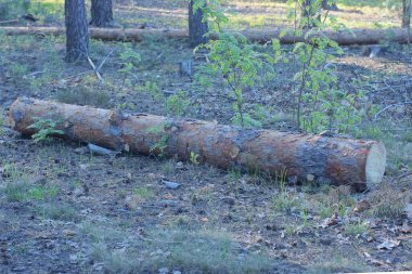 Bir kahverengi çam ağacı doğada gri zeminde uzanıyor.