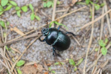 one black beetle sits on the gray sand on the street